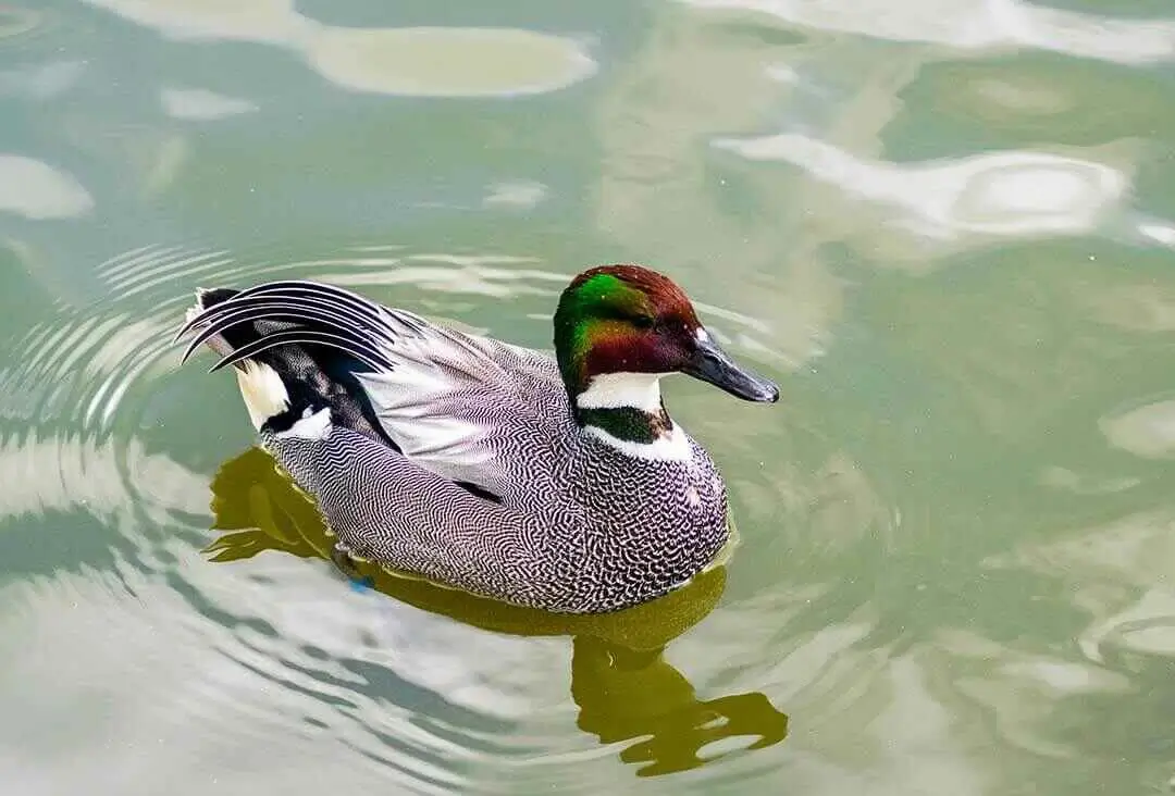 Falcated Duck